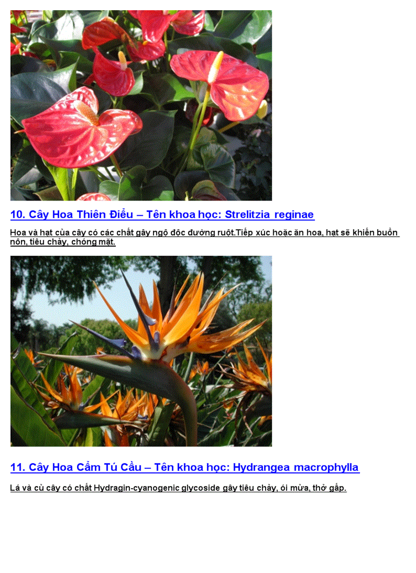 image for page Hoa có chứa độc tố