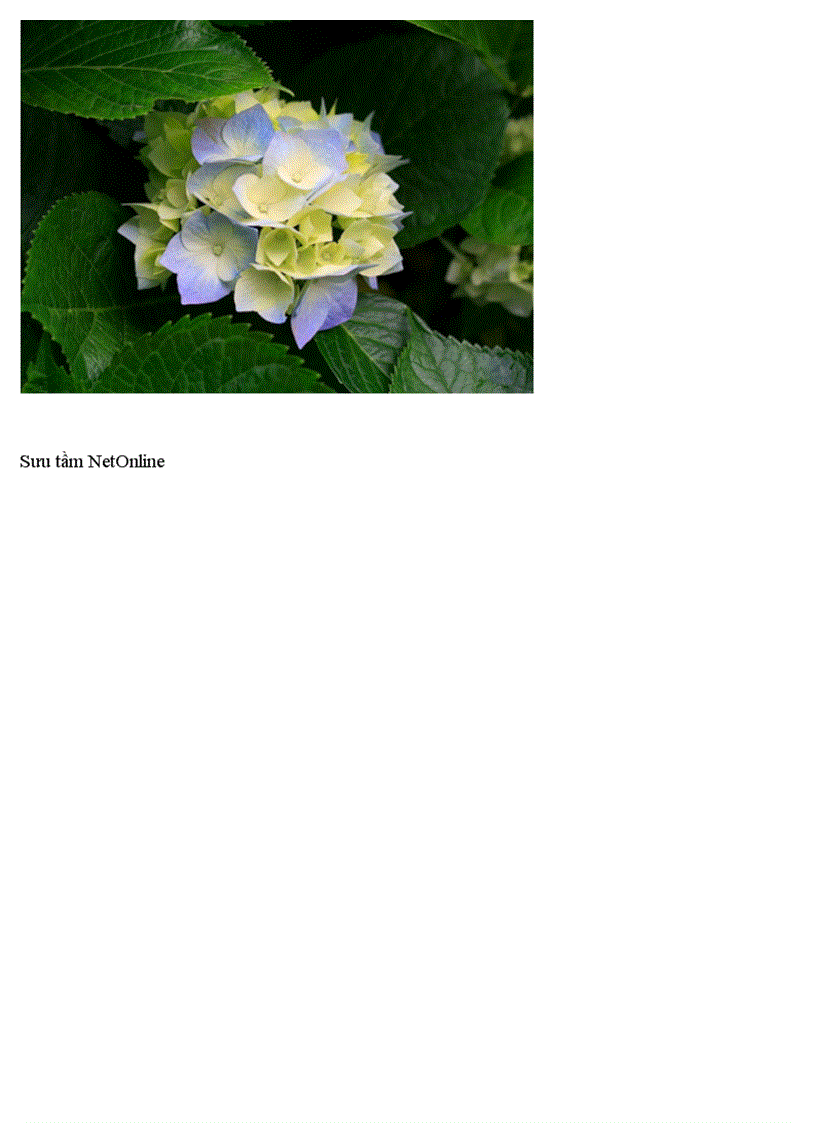 image for page Hoa có chứa độc tố