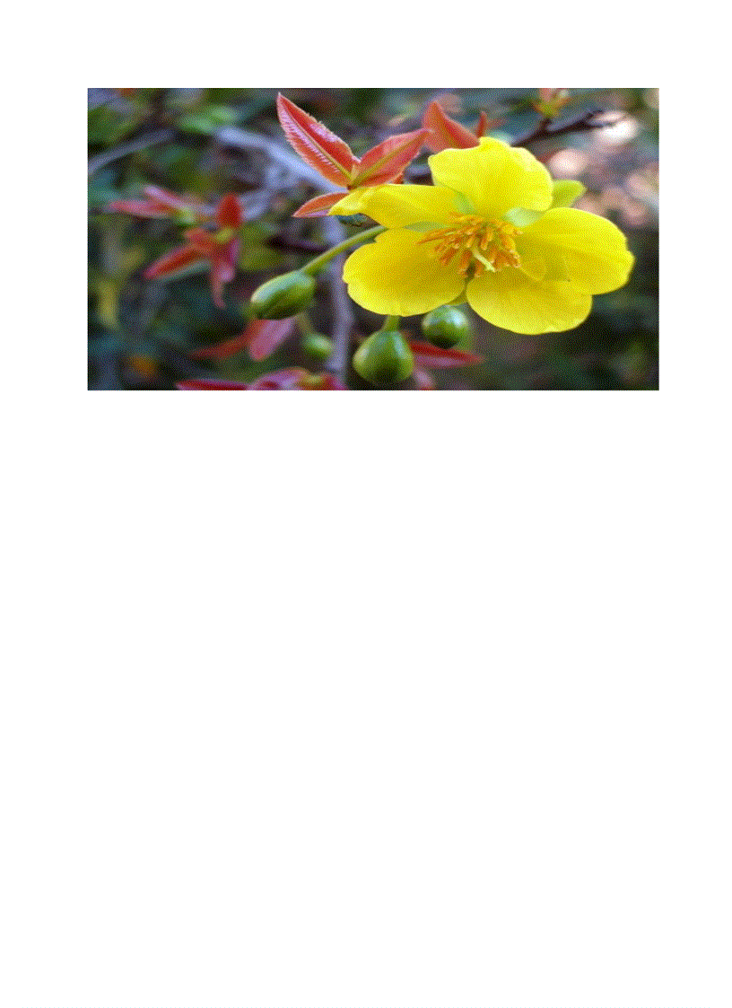 image for page Hoa dao ngay tet