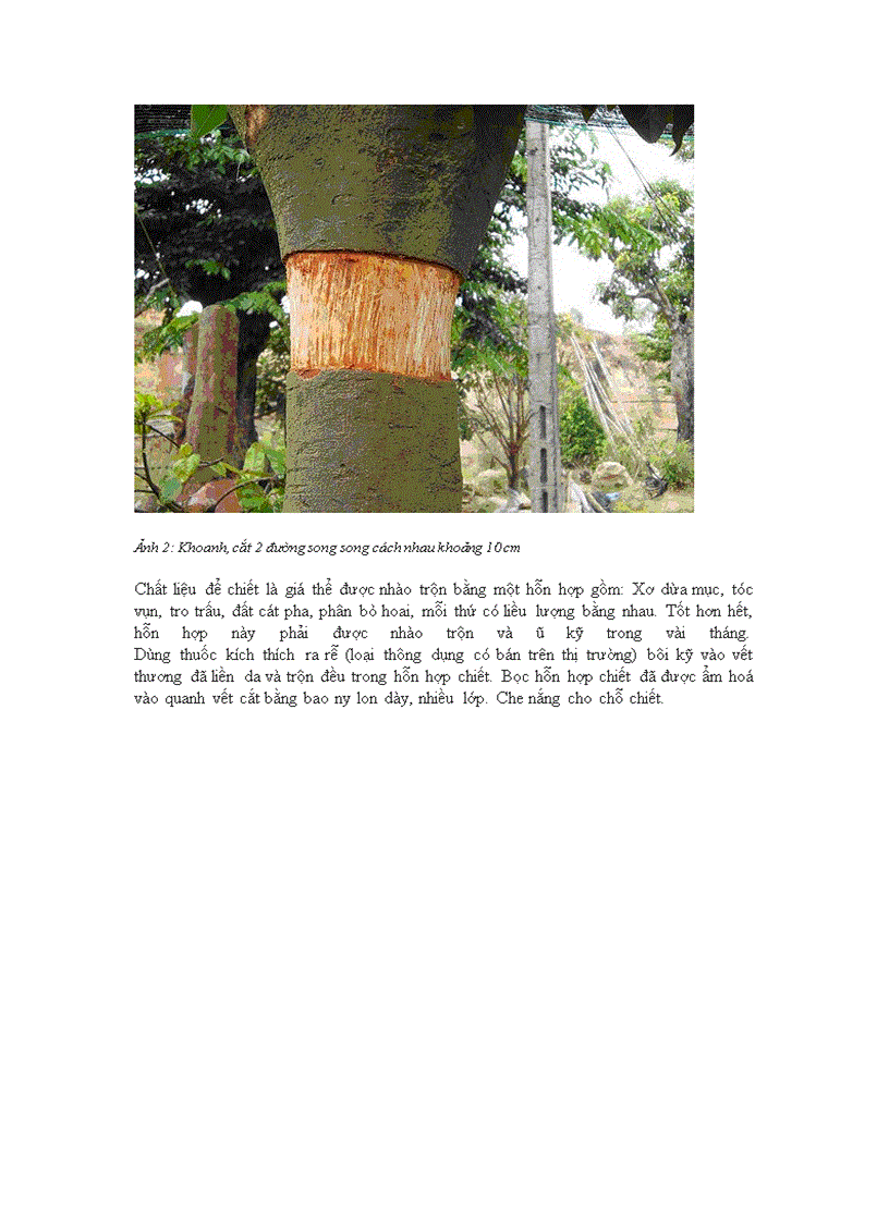 image for page Kỹ thuật chiết cây mai lớn