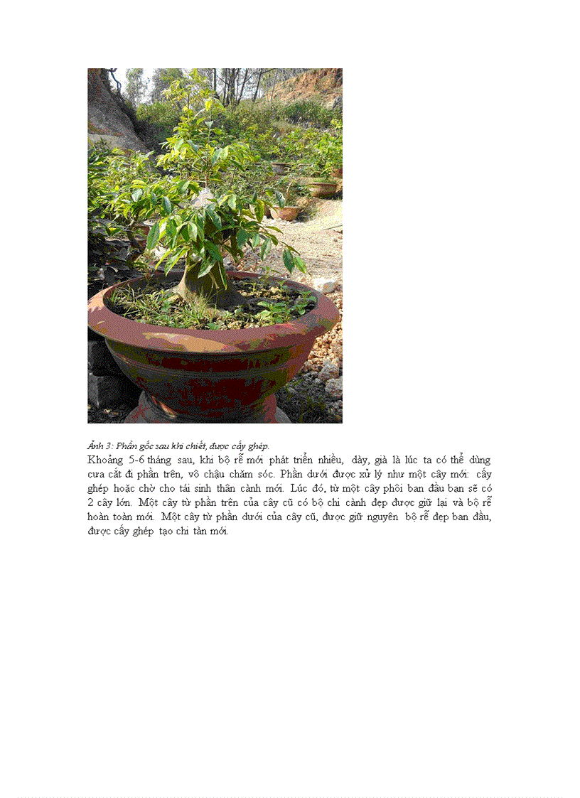 image for page Kỹ thuật chiết cây mai lớn