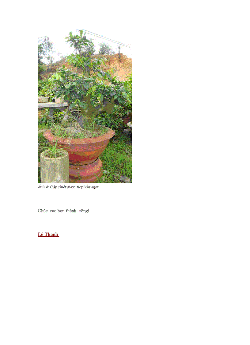 image for page Kỹ thuật chiết cây mai lớn