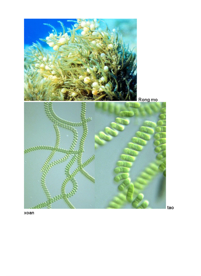 image for page Mot so tranh anh ve tao