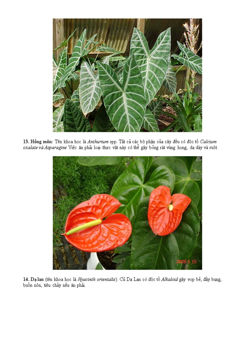 image for page Những bài viết về cây xanh có đôc tố