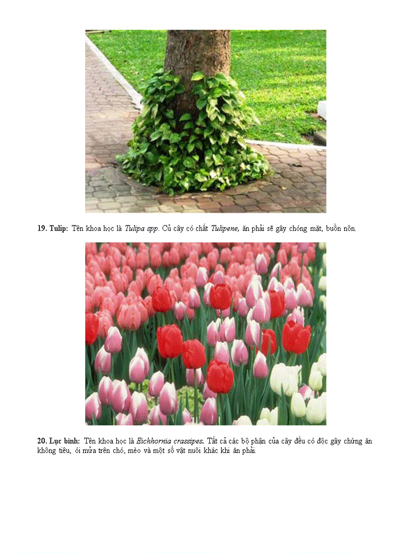 image for page Những bài viết về cây xanh có đôc tố