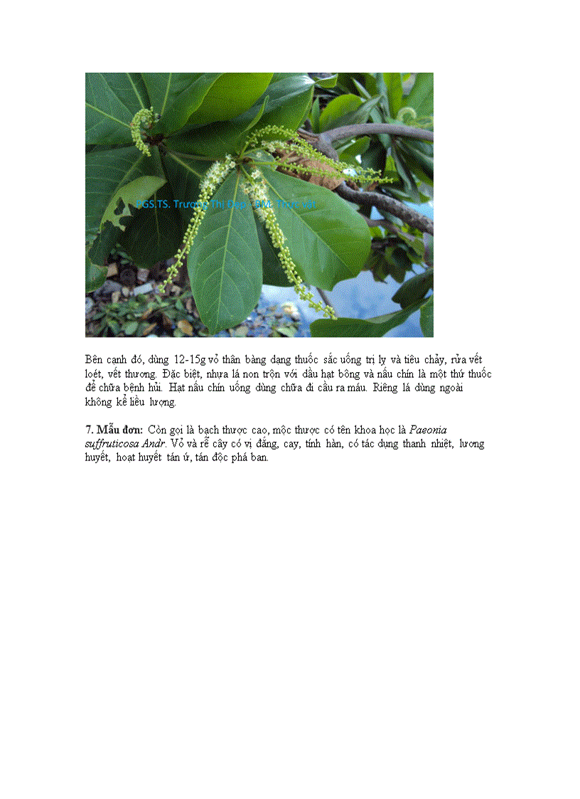 image for page Những cây cảnh chữa bệnh