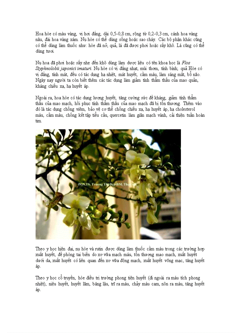 image for page Những cây cảnh chữa bệnh