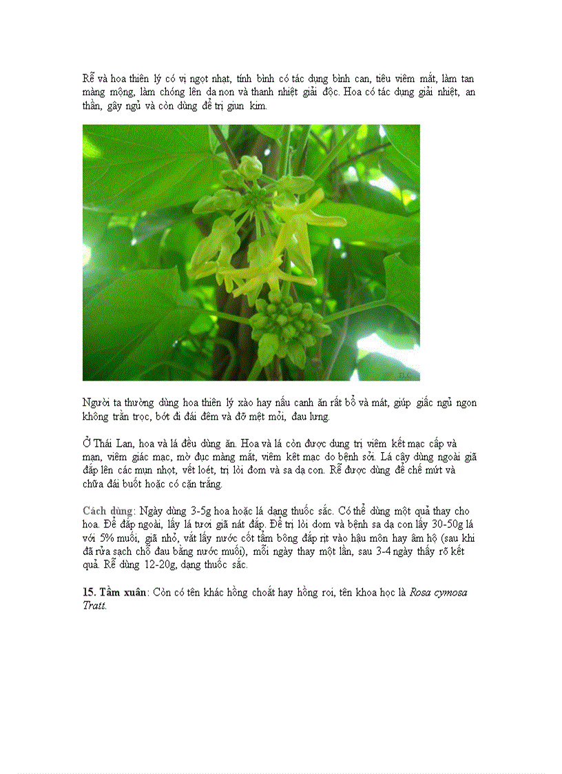 image for page Những cây cảnh chữa bệnh