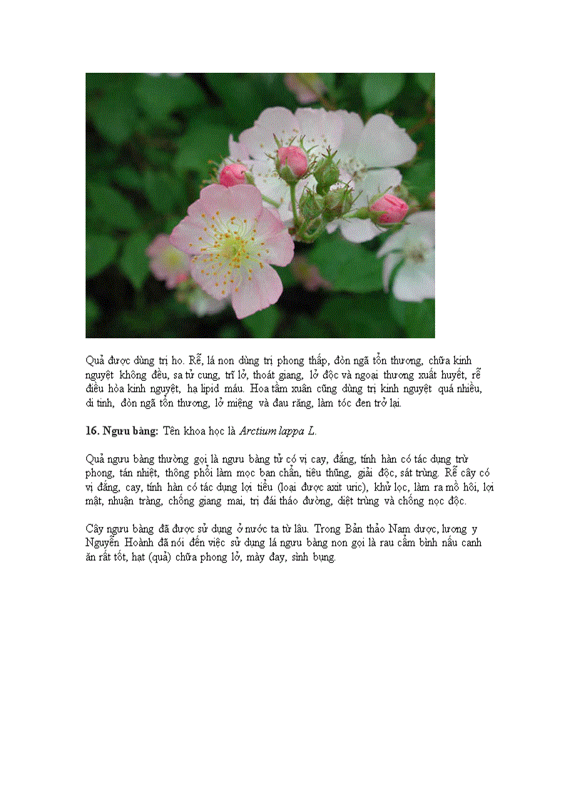 image for page Những cây cảnh chữa bệnh