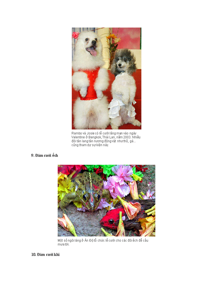 image for page Những đám cưới kỳ lạ