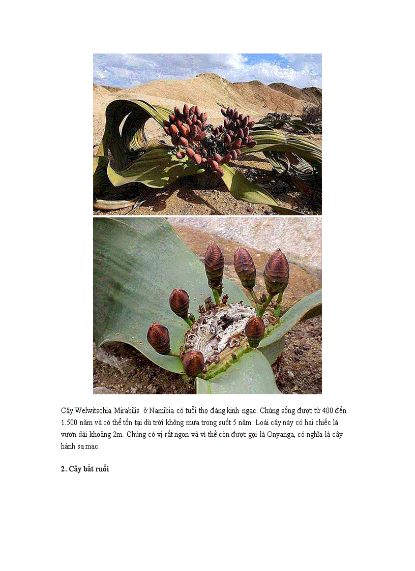 image for page Những loài cây kỳ lạ