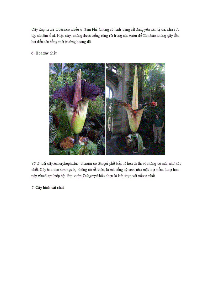 image for page Những loài cây kỳ lạ