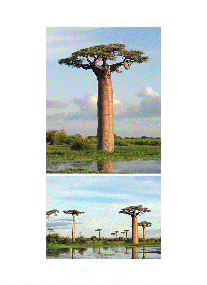 image for page Những loài cây kỳ lạ