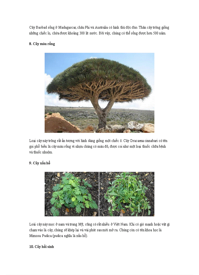 image for page Những loài cây kỳ lạ