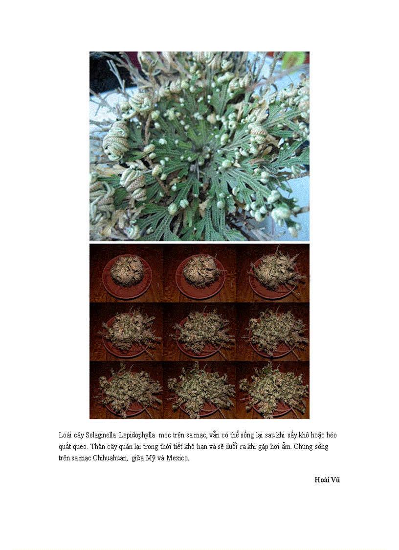 image for page Những loài cây kỳ lạ