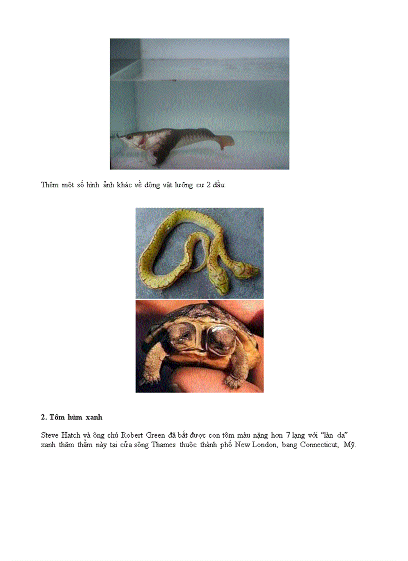 image for page Những mẩu chuyện kì lạ trên Internet