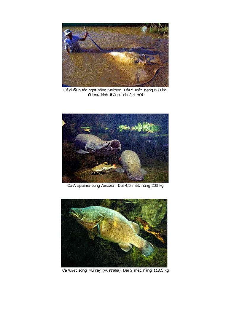 image for page Những mẩu chuyện kì lạ trên Internet