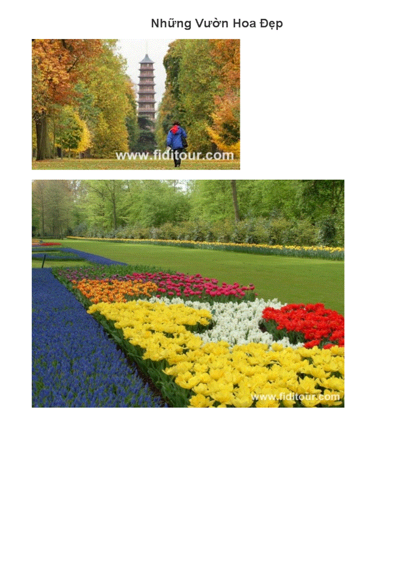 image for page Những vươn hoa đẹp