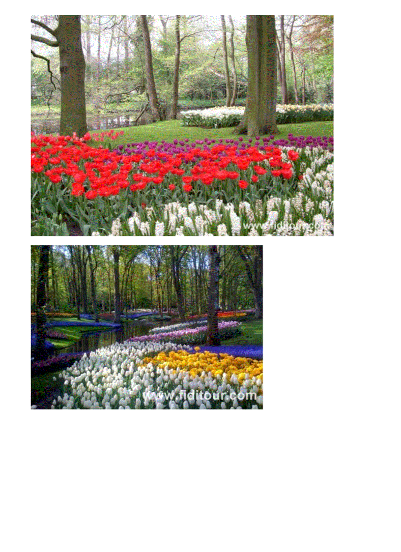 image for page Những vươn hoa đẹp