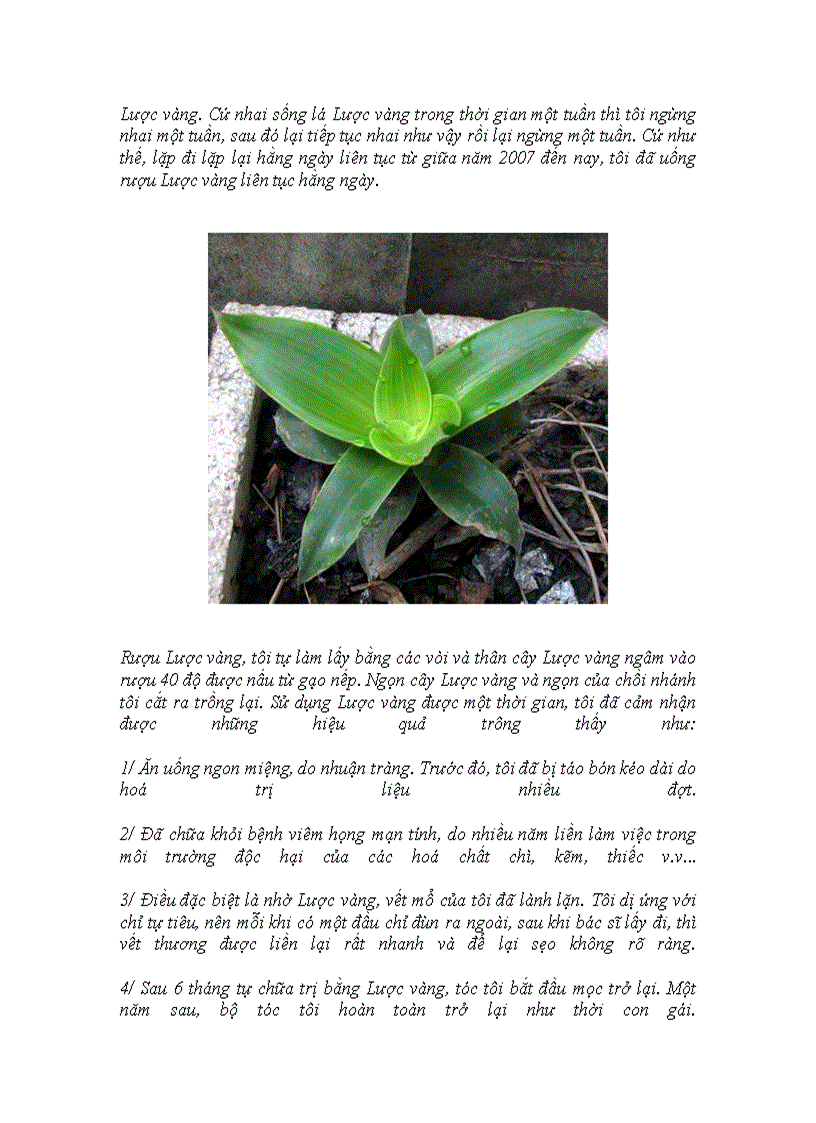 image for page Thuoc luoc vang