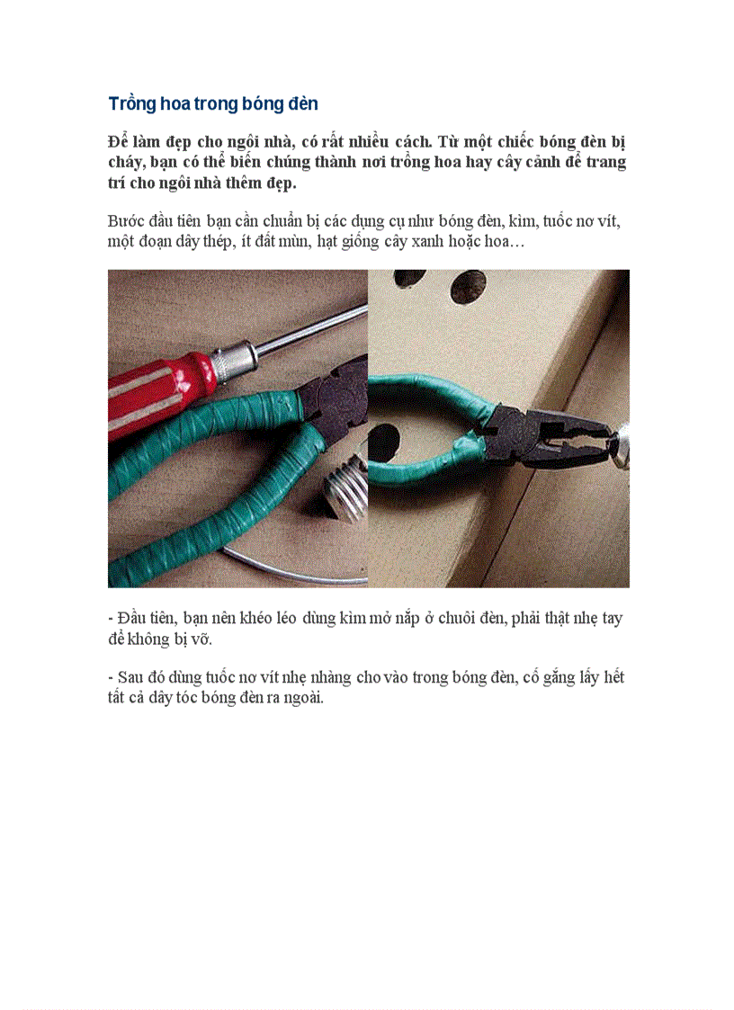 image for page Trồng hoa trong bóng đèn