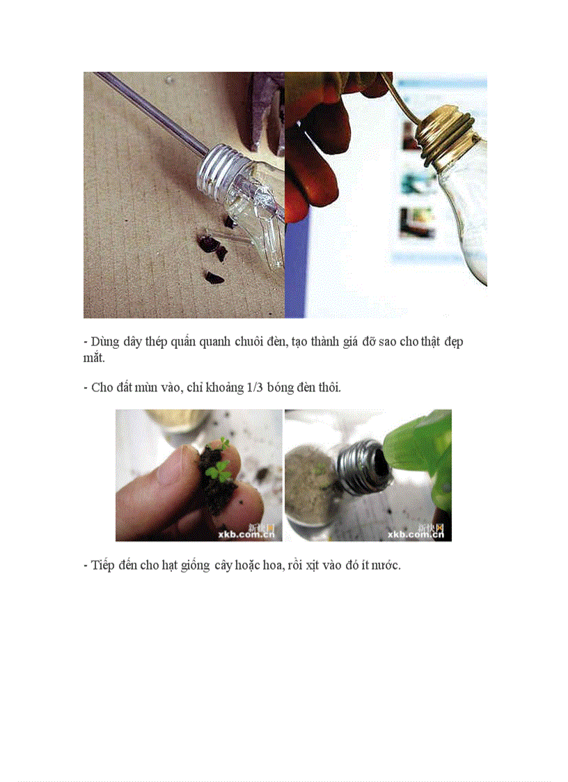 image for page Trồng hoa trong bóng đèn