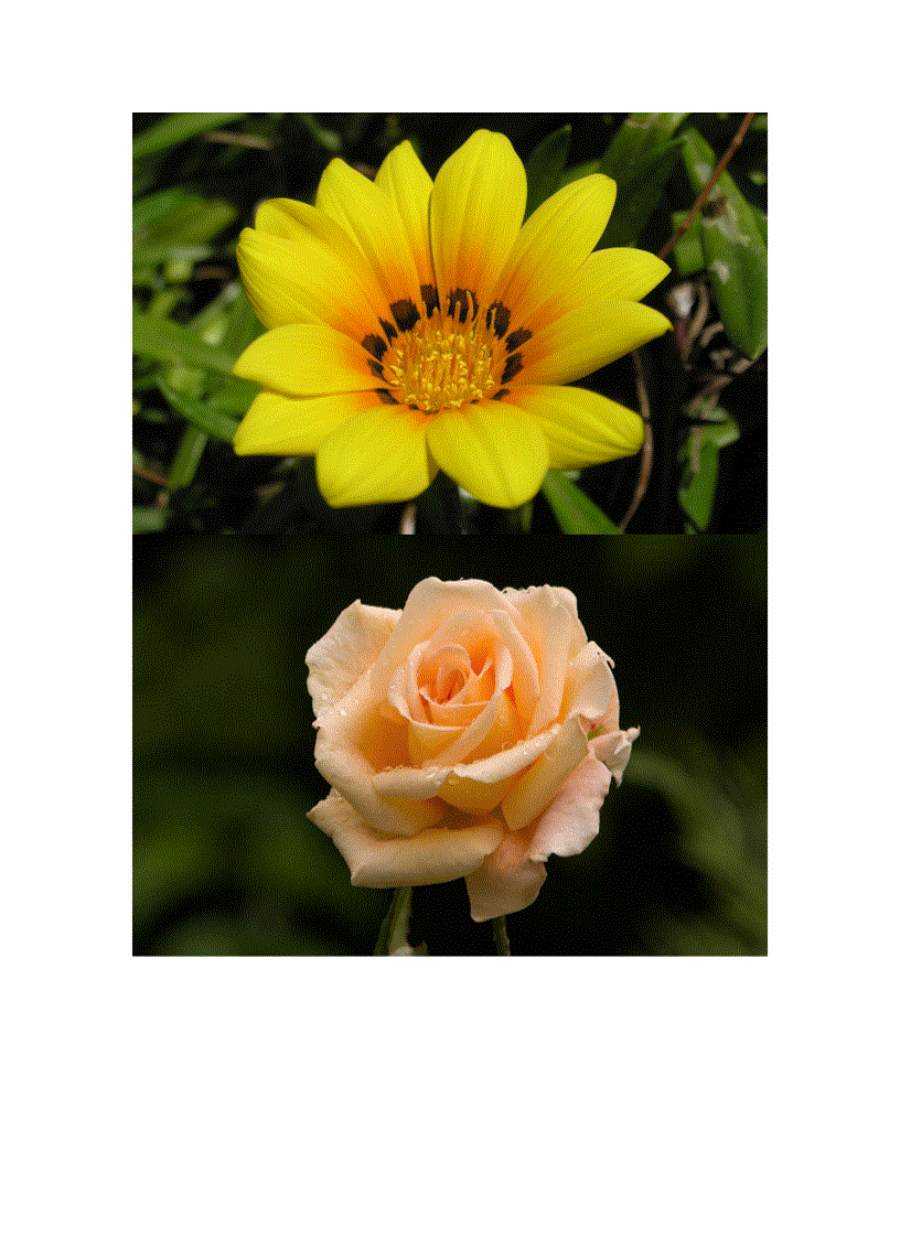 image for page Wallpaper