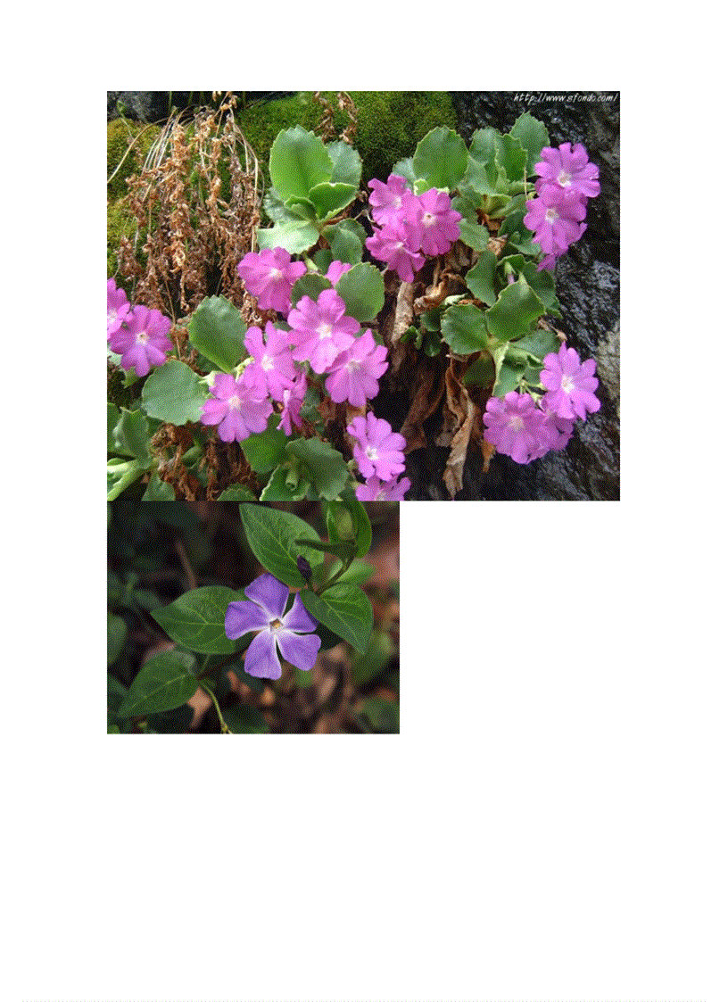 image for page Wallpaper