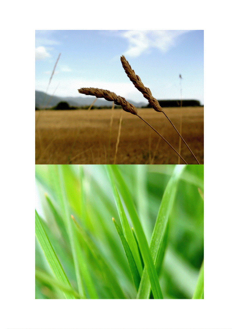 image for page Wallpaper