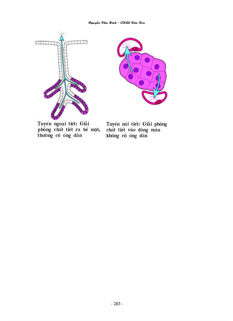 image for page Hinh anh Sinh Hoc 8