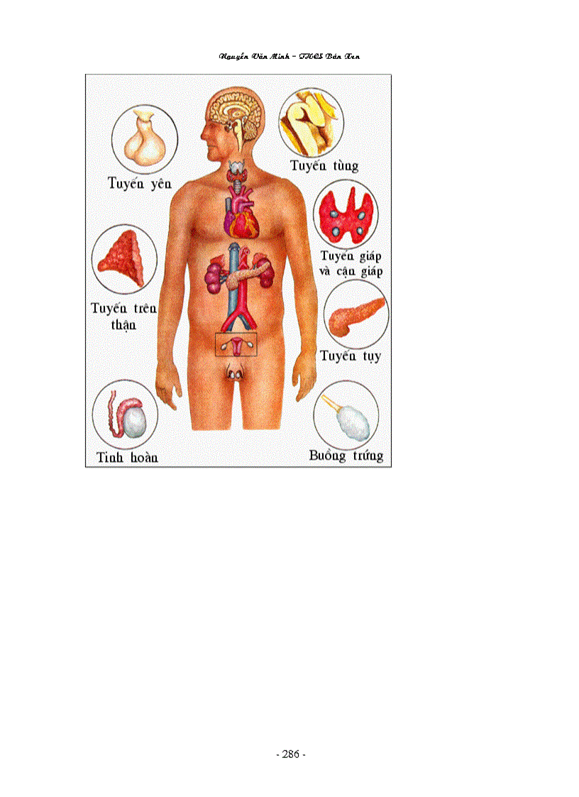 image for page Hinh anh Sinh Hoc 8