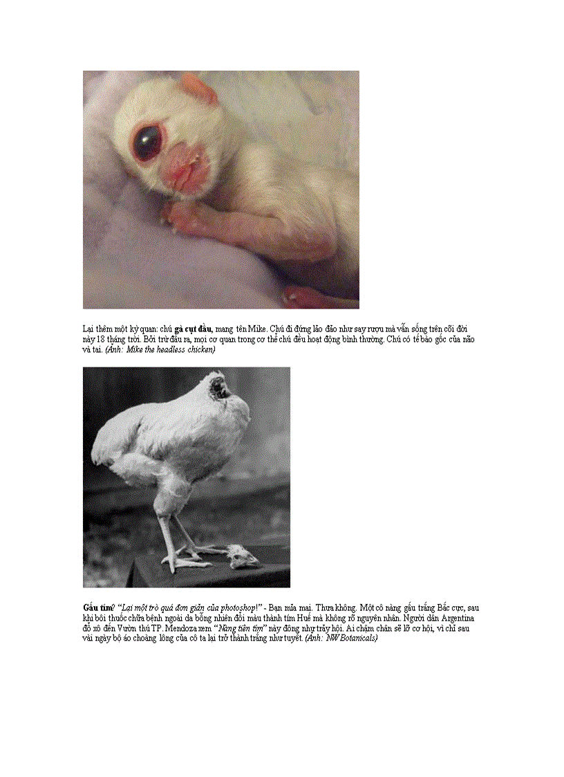 image for page Top 10 con vật kỳ lạ nhất thế giới