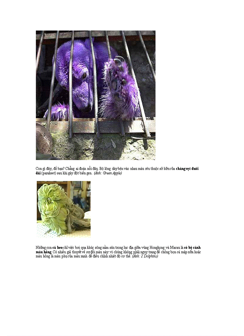 image for page Top 10 con vật kỳ lạ nhất thế giới