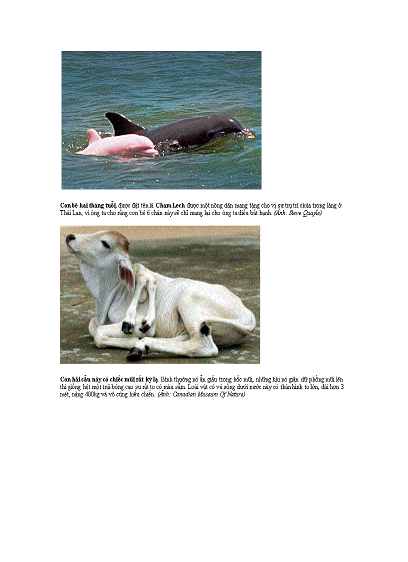 image for page Top 10 con vật kỳ lạ nhất thế giới