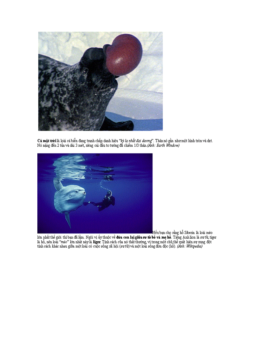 image for page Top 10 con vật kỳ lạ nhất thế giới