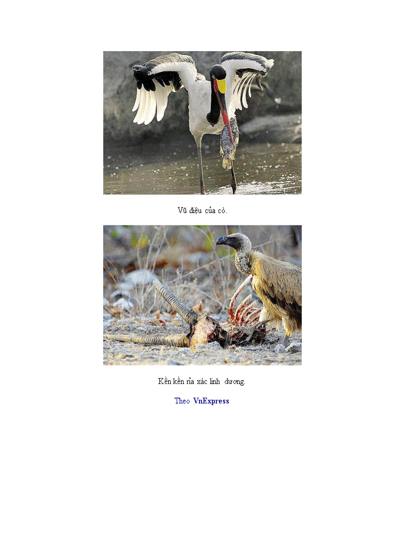 image for page Tranh dong vat co nguy co tuyet chung