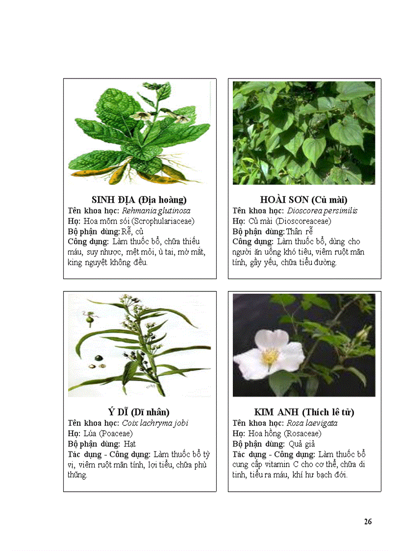 image for page Thuoc nam