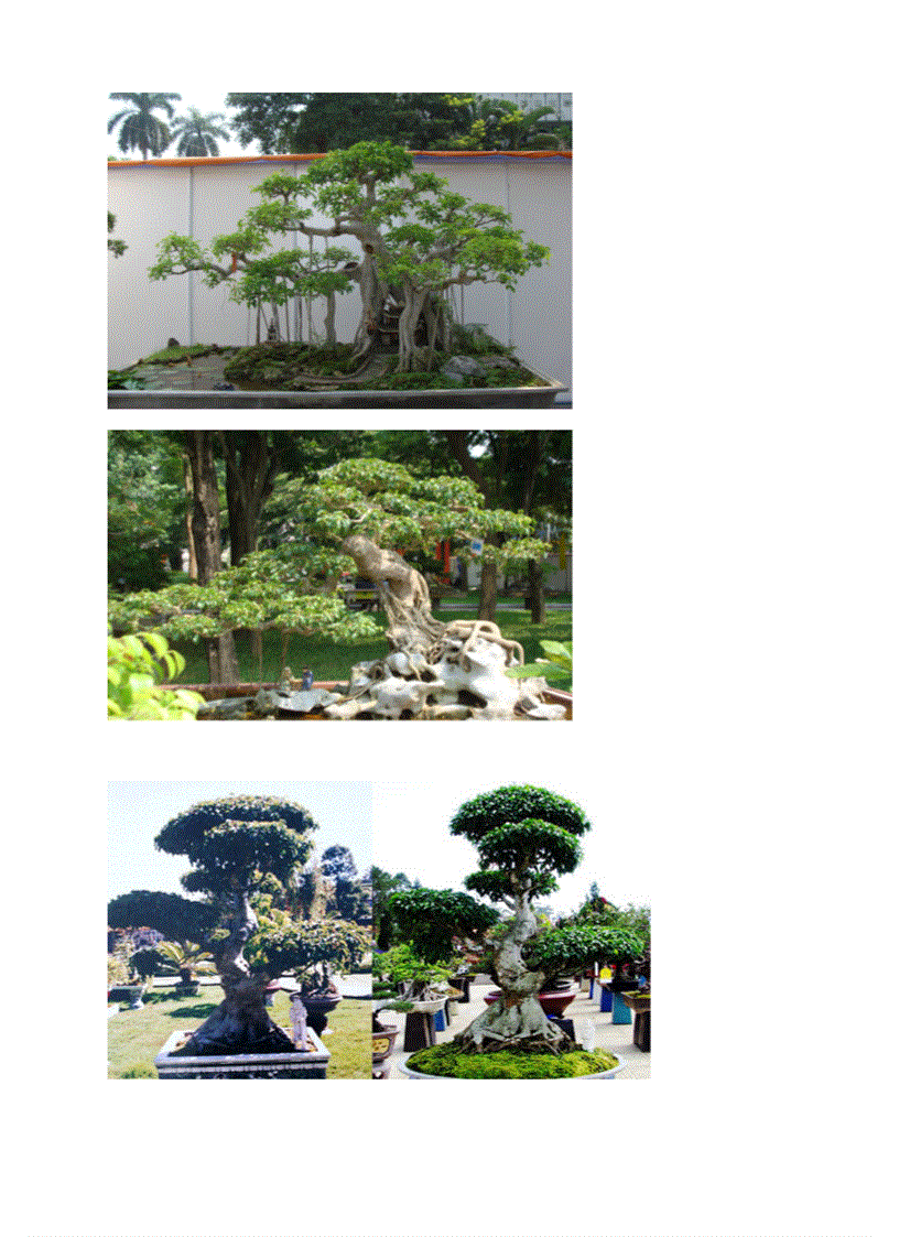 image for page Cay canh tuyet tac