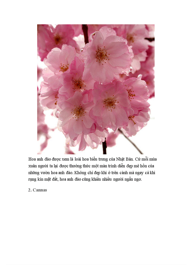 image for page Hoa đẹp