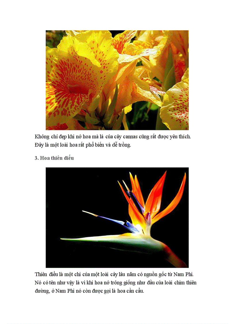 image for page Hoa đẹp