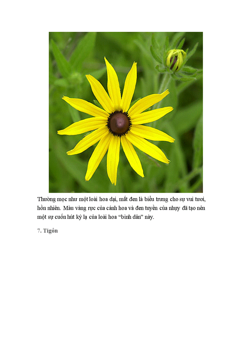 image for page Hoa đẹp