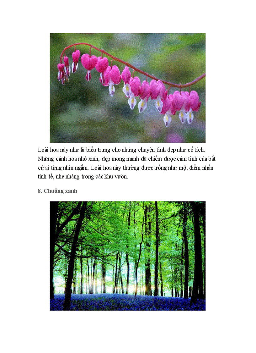 image for page Hoa đẹp