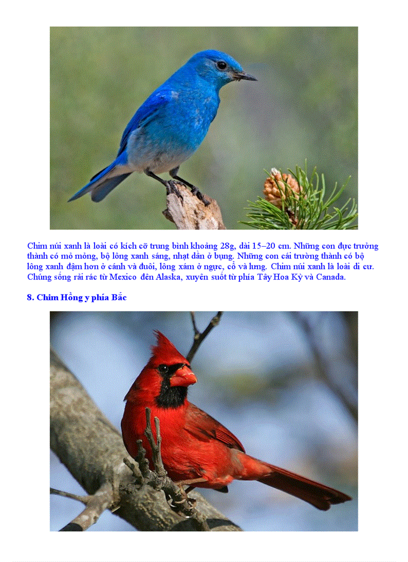 image for page 10 loai chim sặc sỡ nhất