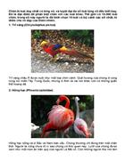 10 loàii chim đep nhất hành tinh