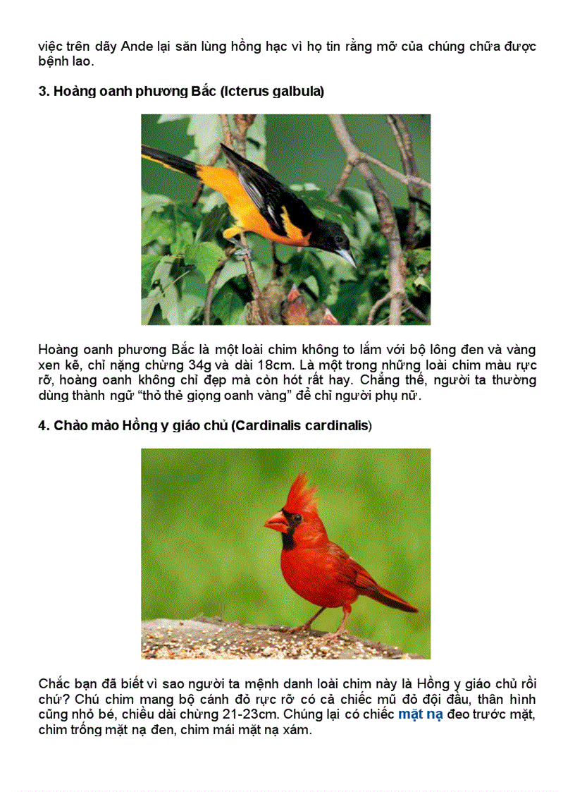 image for page 10 loàii chim đep nhất hành tinh