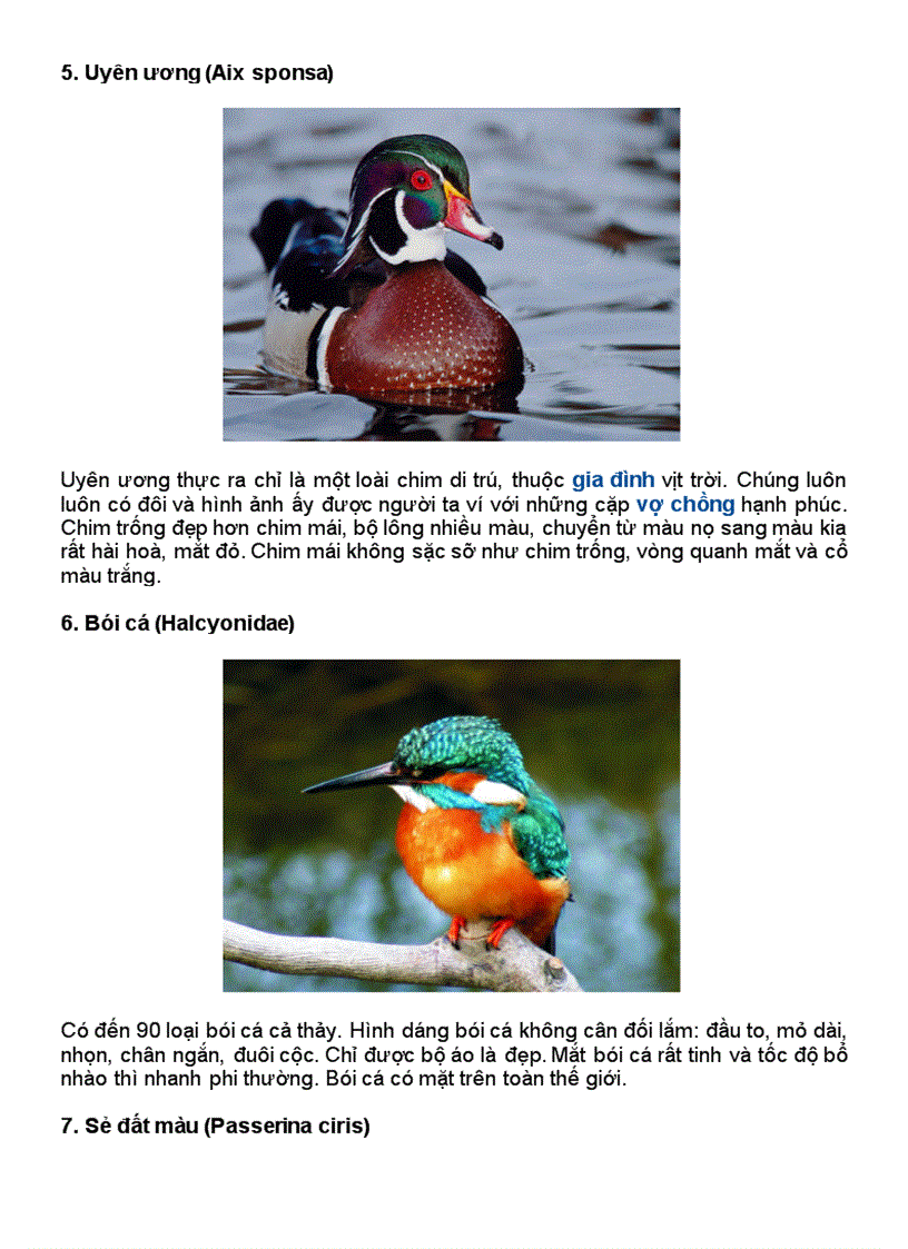 image for page 10 loàii chim đep nhất hành tinh