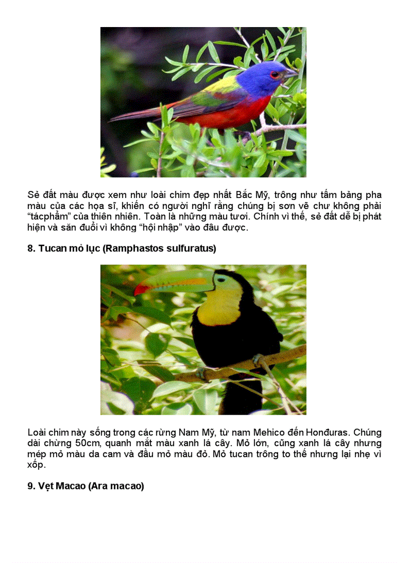 image for page 10 loàii chim đep nhất hành tinh