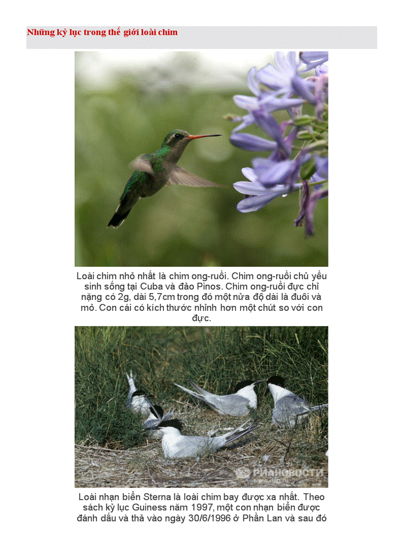 image for page Những kỉ lục trong tg loài chim