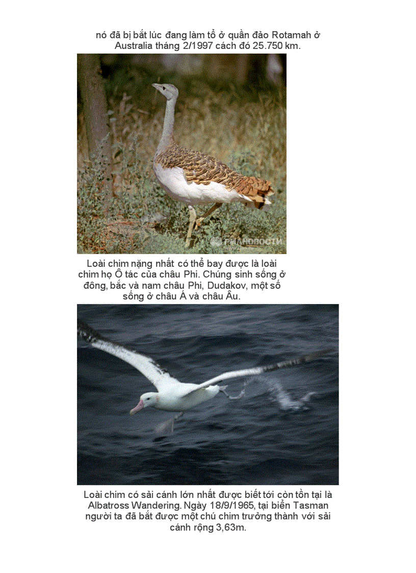 image for page Những kỉ lục trong tg loài chim