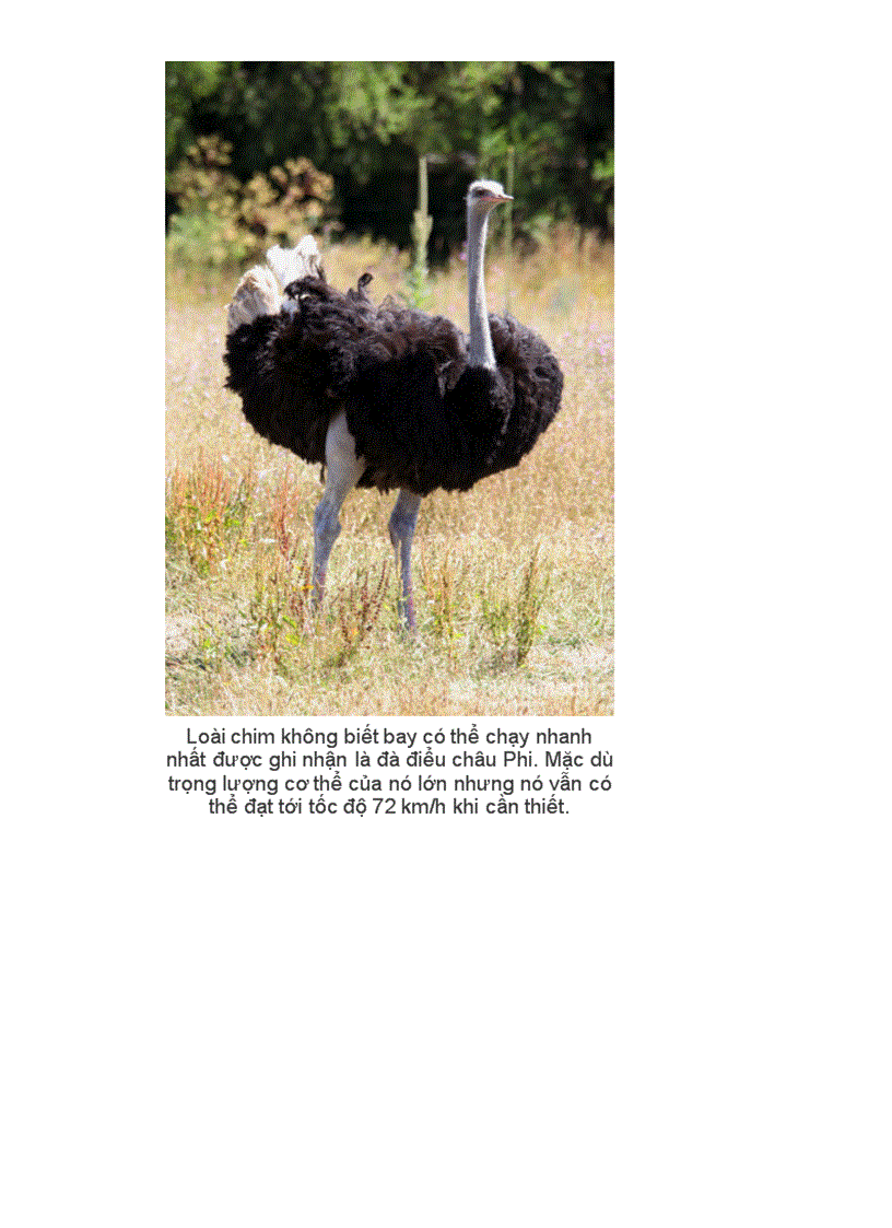 image for page Những kỉ lục trong tg loài chim